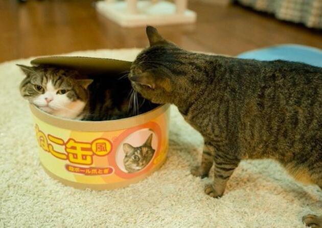 两只猫咪真是塑料姐妹花,可再好的友情也经不起一个窝考验!-微刊