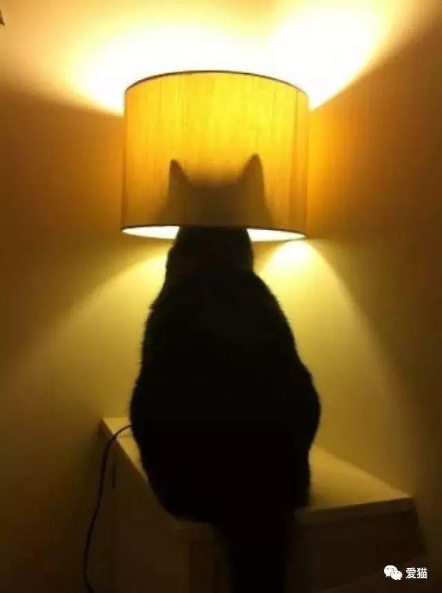 研究称养猫能防癌,好处真太多了!-微刊