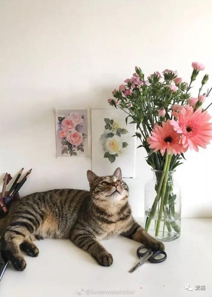 研究称养猫能防癌,好处真太多了!-微刊