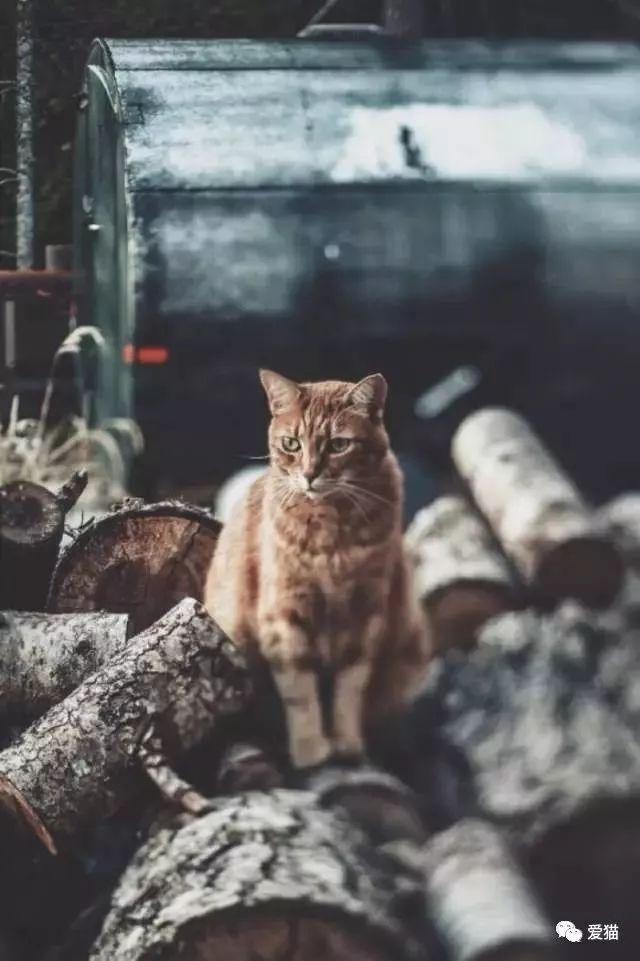研究称养猫能防癌,好处真太多了!-微刊