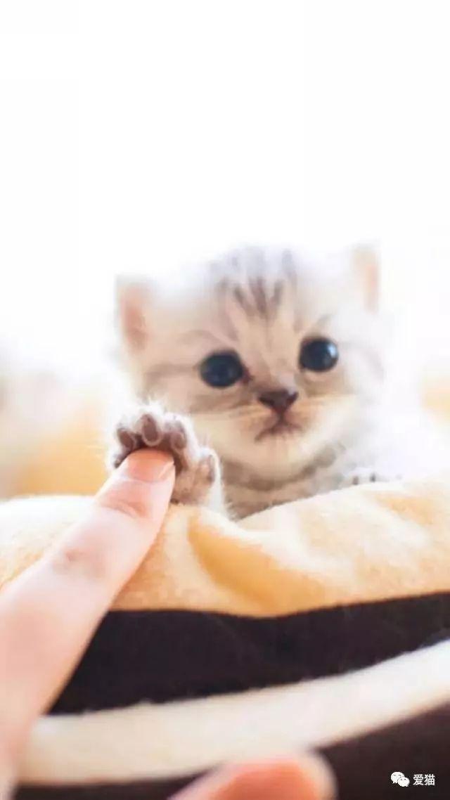 研究称养猫能防癌,好处真太多了!-微刊